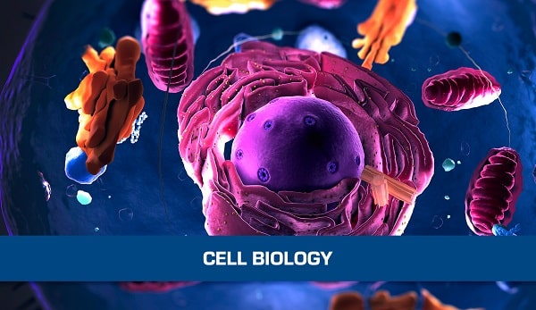 CO2 Incubator in Cell Biology